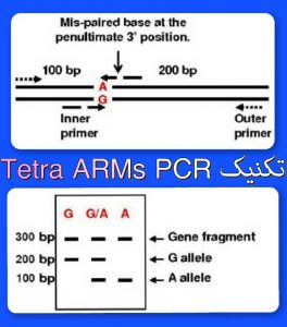 تکنیک Tetra ARMS PCR