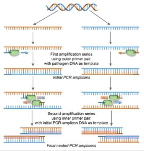 Nested PCR