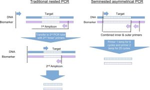 semi nested PCR