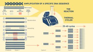 راهنمای جامع تکنیک PCR