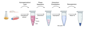 مراحل استخراج RNA