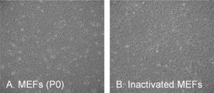  مورفولوژی معمول mouse embryonic fibroblasts (MEFs) 
