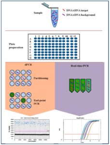Digital PCR