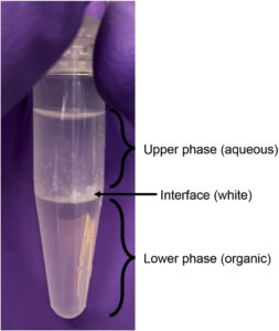 استخراج DNA به روش فنل کلروفرم