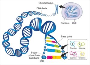 جداسازی DNA